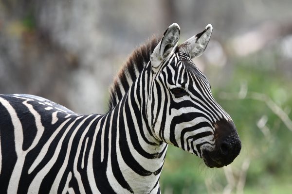 zebra